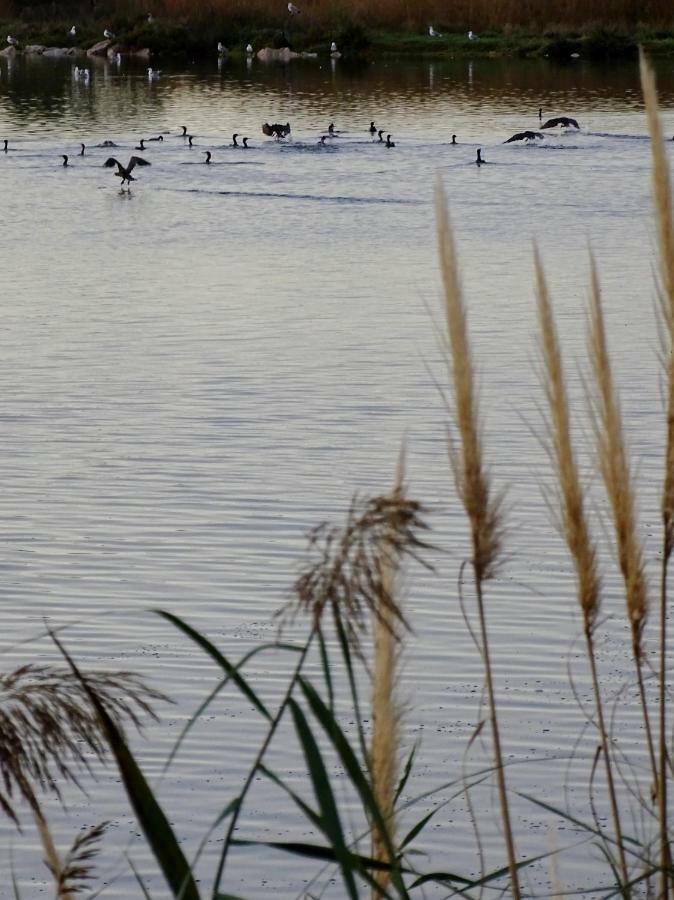 Les Rives Du Lac Le Grau-du-Roi Luaran gambar